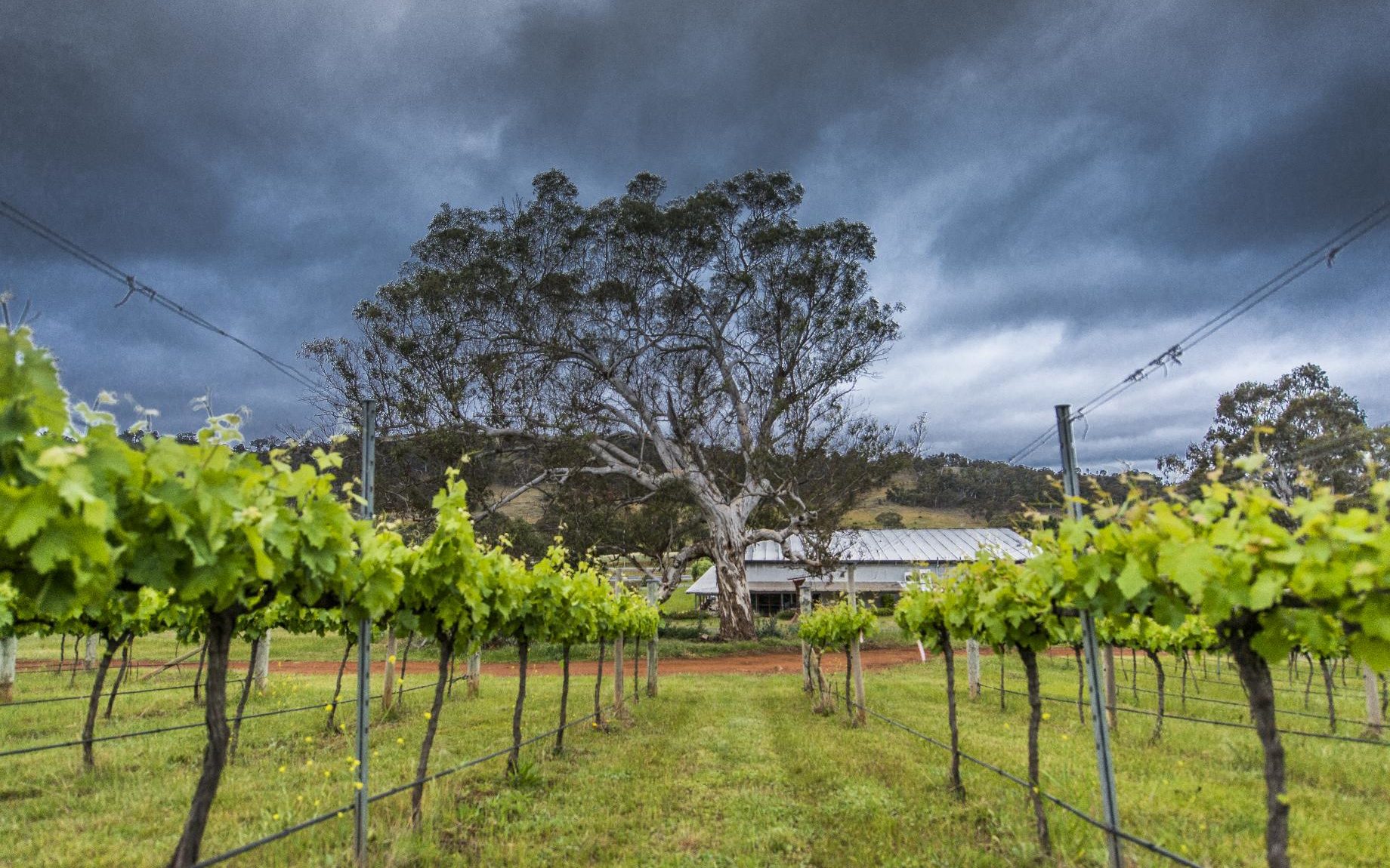 mount-majura-111-low-res mount-majura-111-low-res