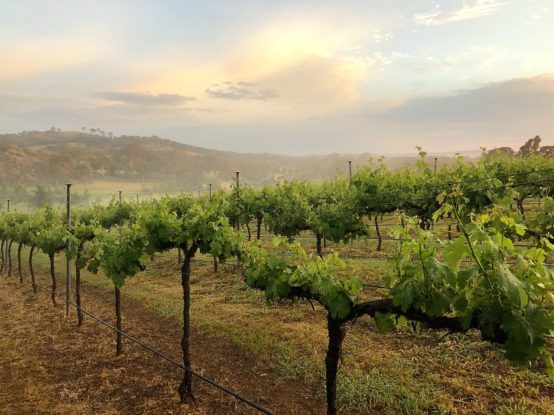 vines